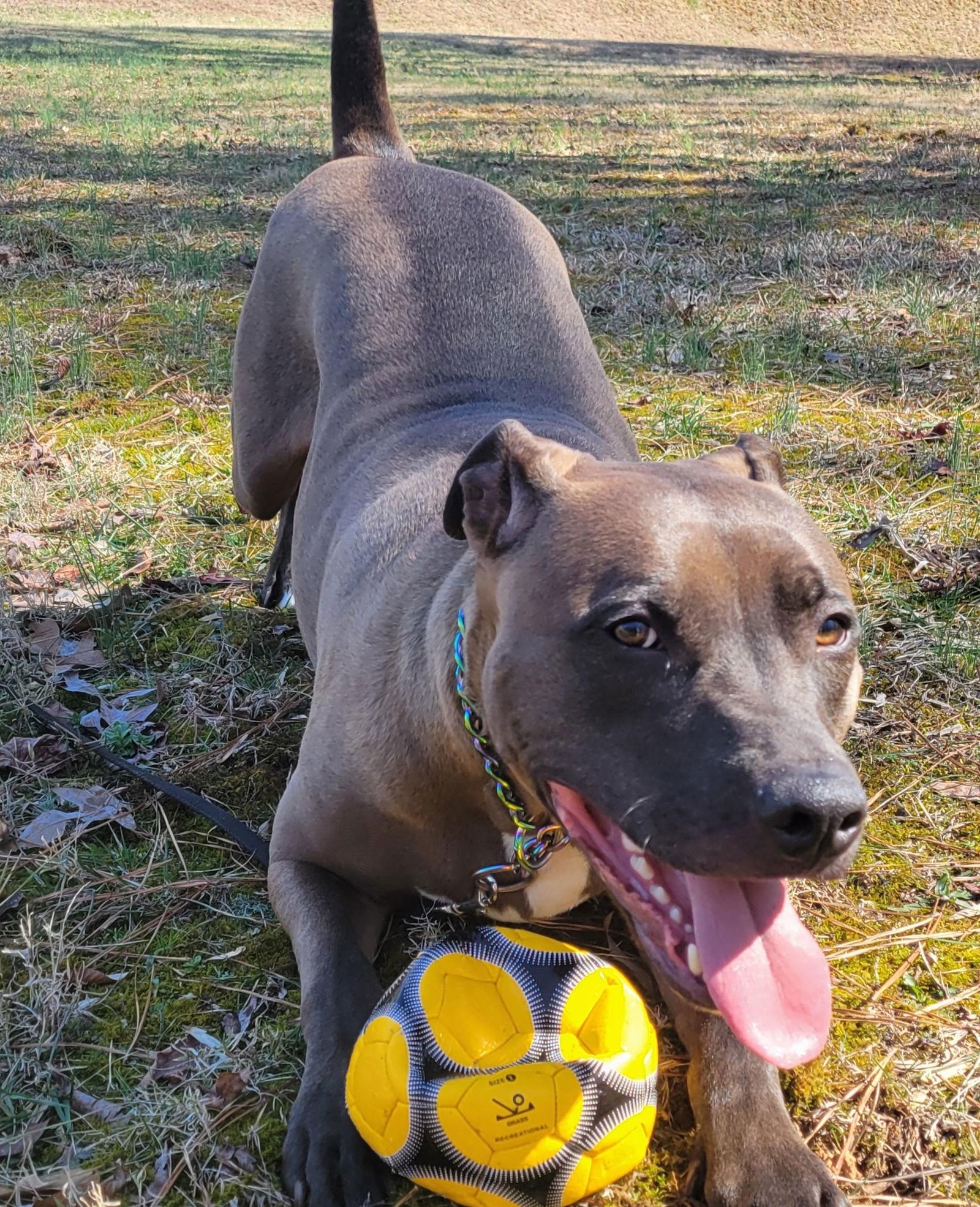 Darrell **Home for the Holidays 1/2 price!, a Adoptable Pit Bull Terrier in Alpharetta, GA image 3/3