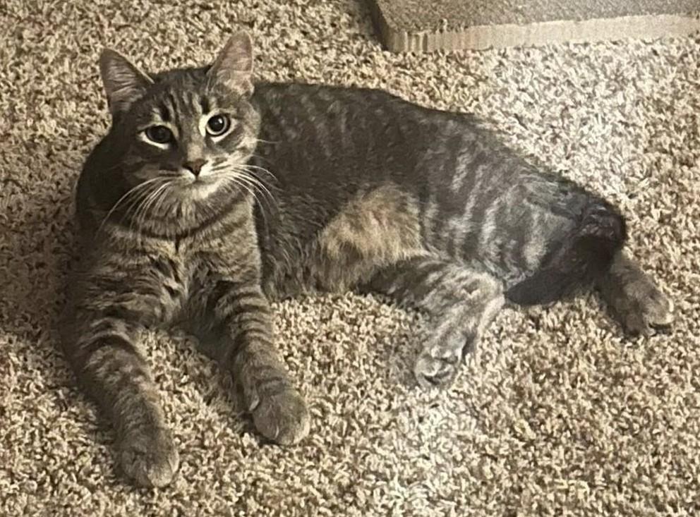 Enlarge Gloria26, a ADOPTABLE Domestic Short Hair in Milwaukee, WI image 1/1