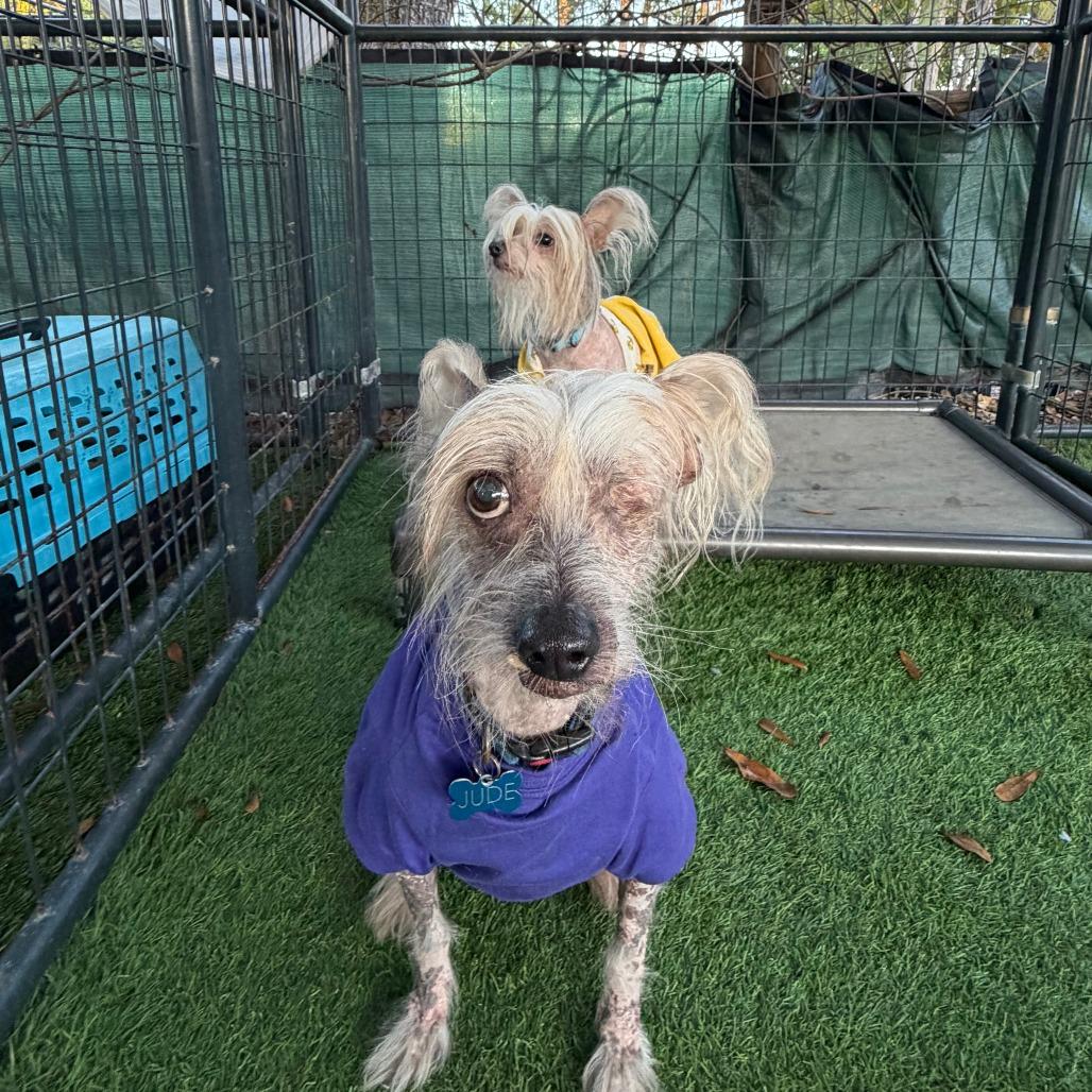 Jude, Adoptable, Senior Male Chinese Crested Dog & Mixed Breed.