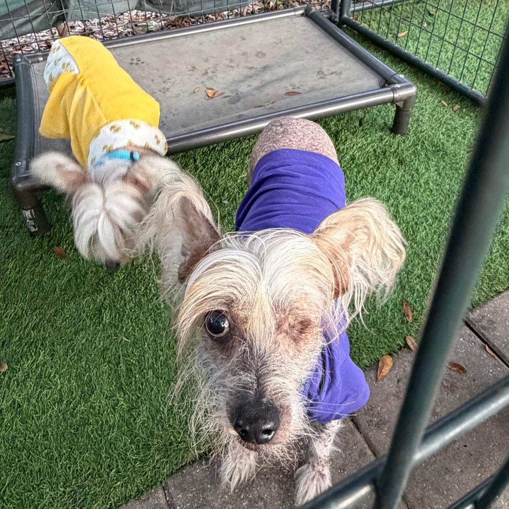 Enlarge Jude, a Adoptable mixed breed in North Port, FL image 2/6