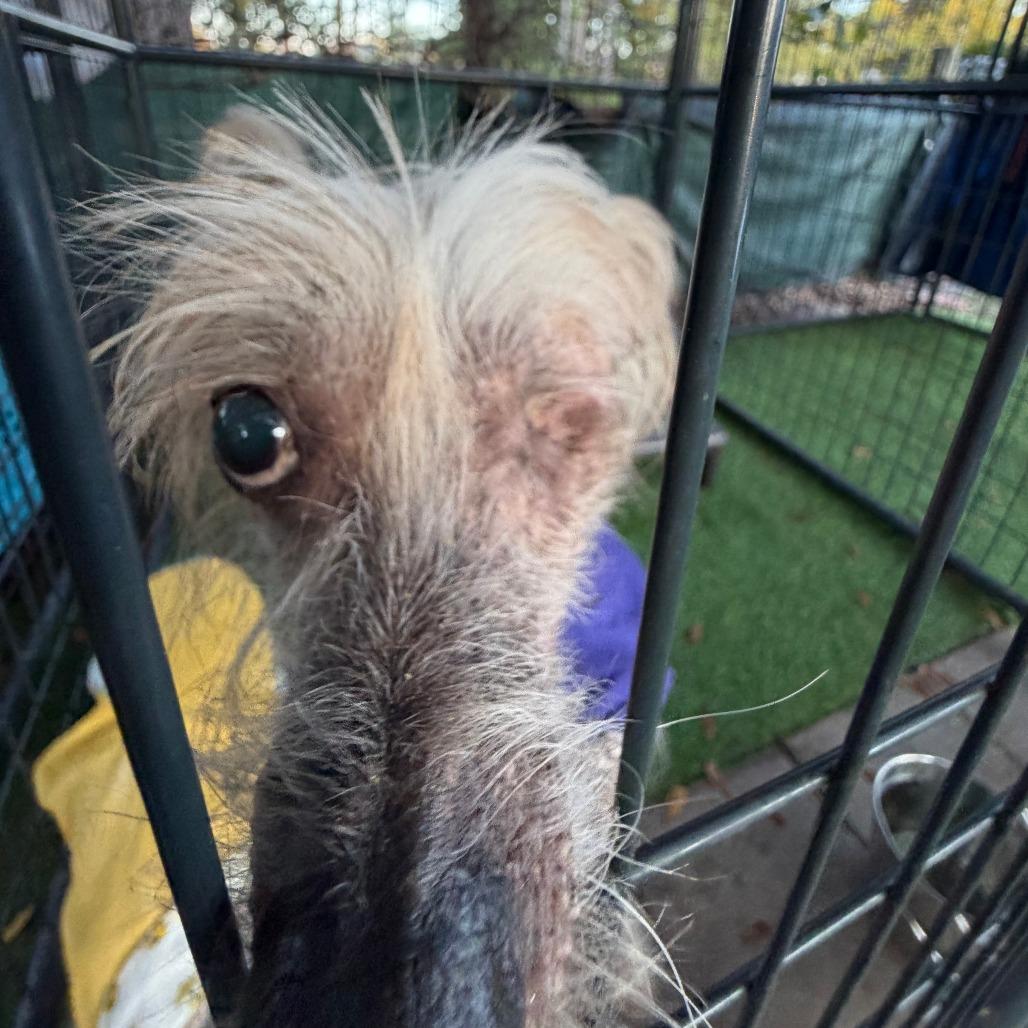 Enlarge Jude, a Adoptable mixed breed in North Port, FL image 3/6
