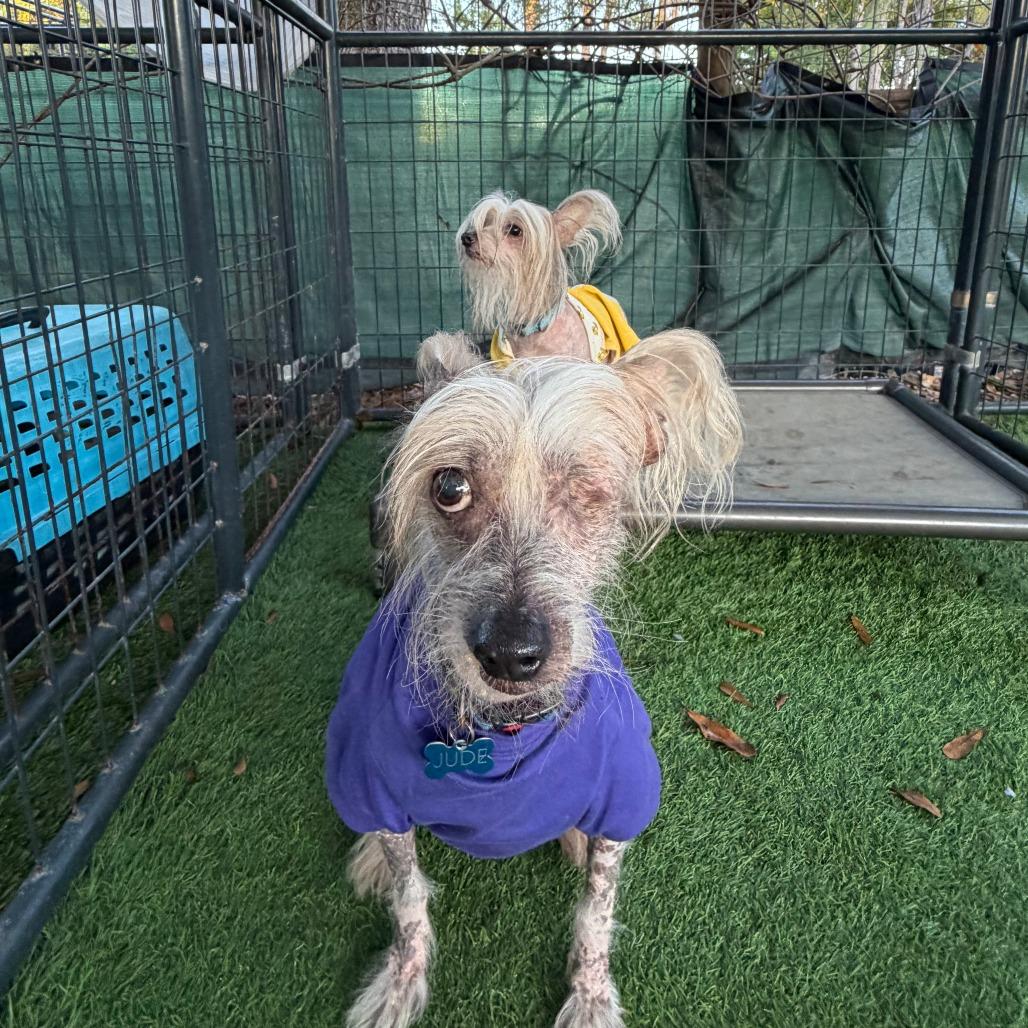 Enlarge Jude, a Adoptable mixed breed in North Port, FL image 4/6