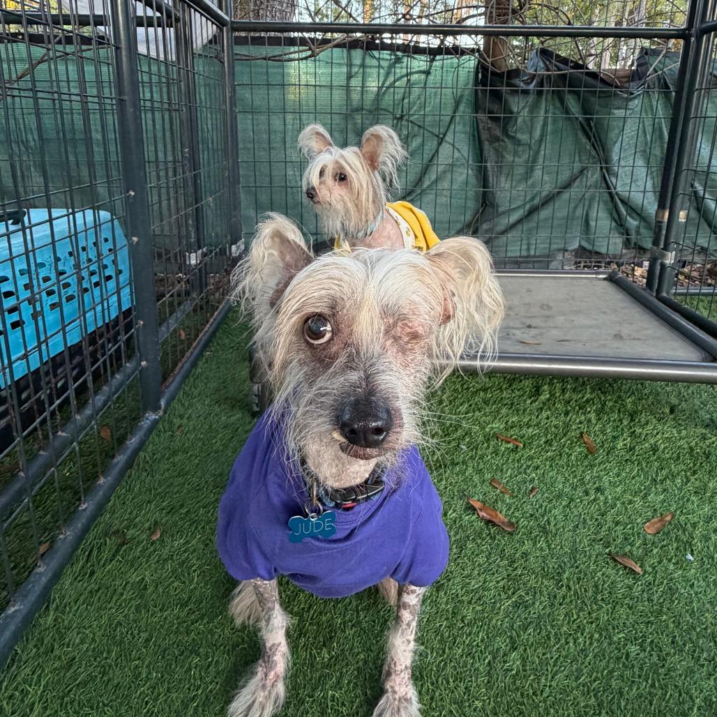 Enlarge Jude, a Adoptable mixed breed in North Port, FL image 5/6