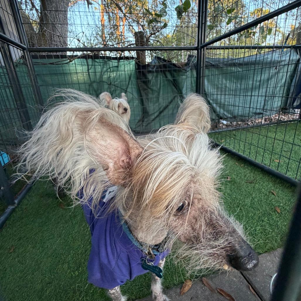 Enlarge Jude, a Adoptable mixed breed in North Port, FL image 6/6