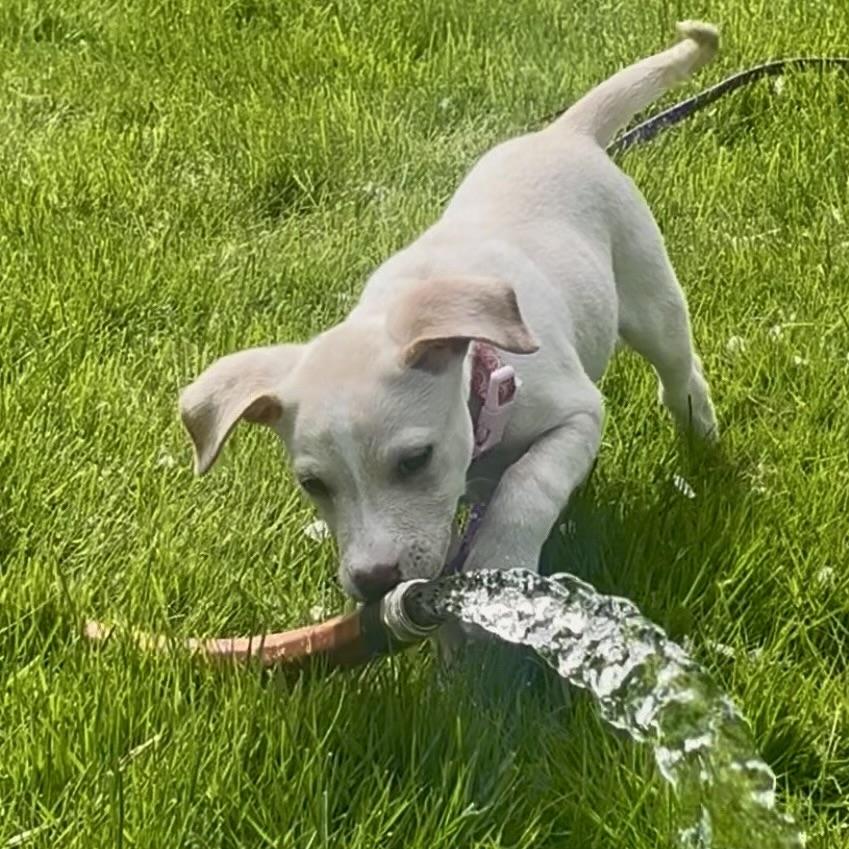 Dorothy, a ADOPTABLE mixed breed in Prior Lake, MN image 3/6