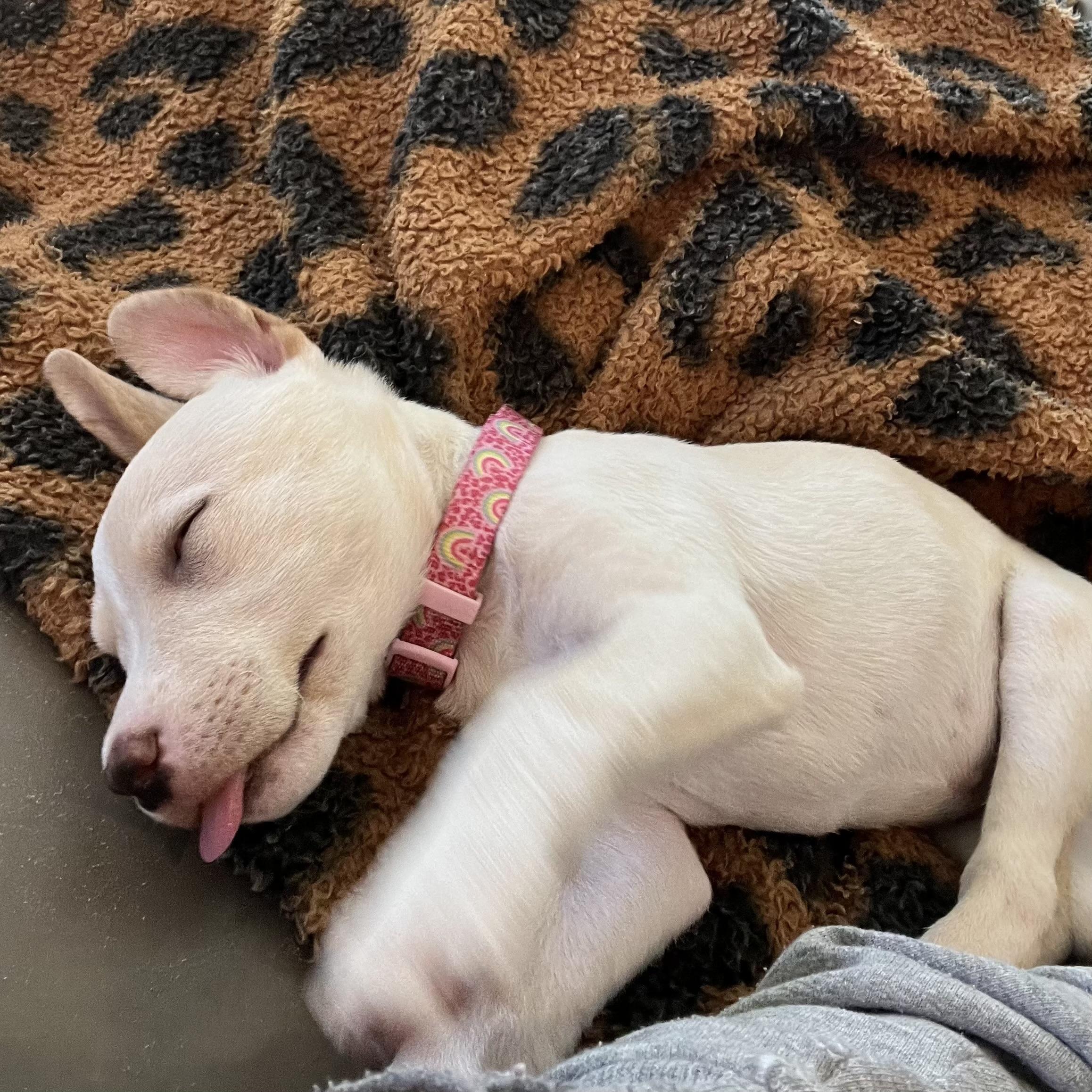 Dorothy, a ADOPTABLE mixed breed in Prior Lake, MN image 6/6