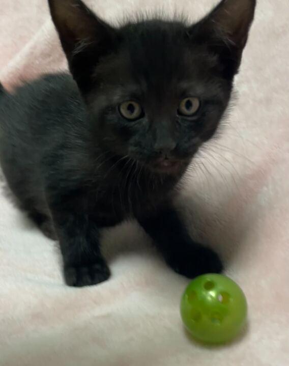 Enlarge Pixel, an adopted Domestic Short Hair in Jackson, MI image 3/5