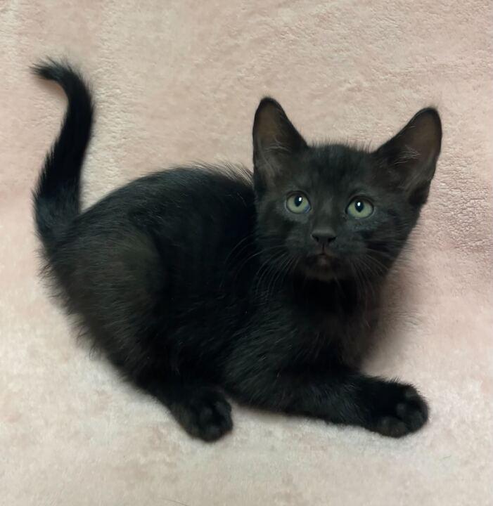 Enlarge Pixel, an adopted Domestic Short Hair in Jackson, MI image 5/5