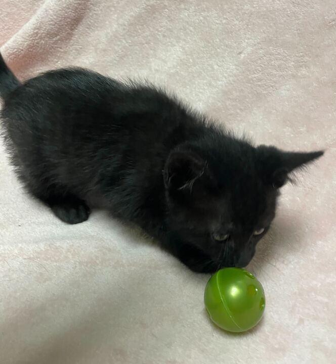 Enlarge Pixel, an adopted Domestic Short Hair in Jackson, MI image 2/5