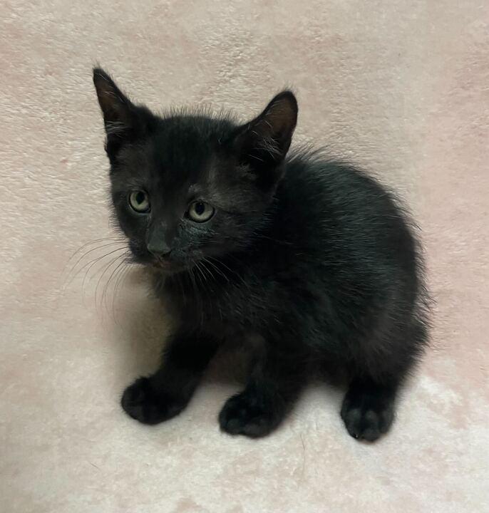 Enlarge Pixel, an adopted Domestic Short Hair in Jackson, MI image 4/5