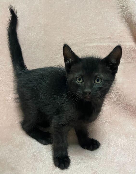 Enlarge Pixel, an adopted Domestic Short Hair in Jackson, MI image 1/5