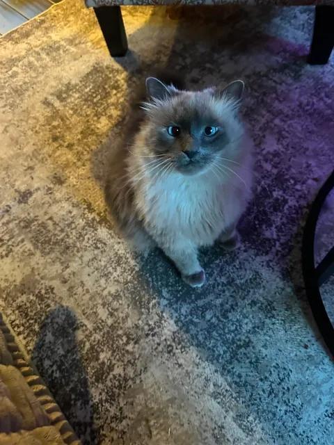 Voli Bear, Adopted, Adult Male Persian.