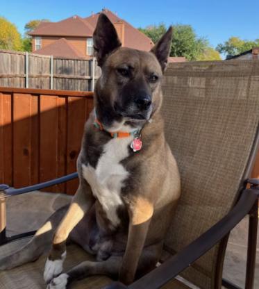 Luna GDP, a Adoptable mixed breed in Dallas, TX image 1/3