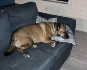 Luna GDP, a Adoptable mixed breed in Dallas, TX image 2/3