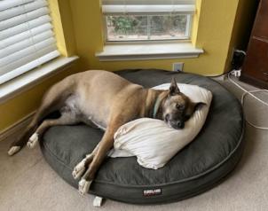 Luna GDP, a Adoptable mixed breed in Dallas, TX image 3/3