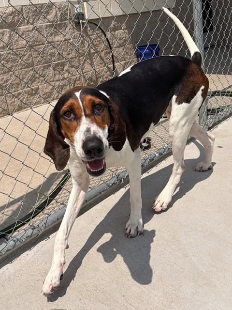 Maggie, a ADOPTABLE mixed breed in Fayetteville, AR image 3/5