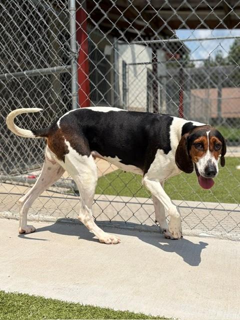 Maggie, a ADOPTABLE mixed breed in Fayetteville, AR image 2/5