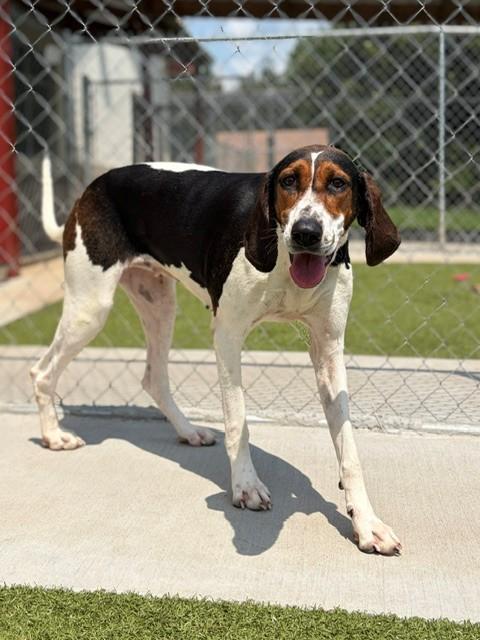Maggie, a ADOPTABLE mixed breed in Fayetteville, AR image 4/5