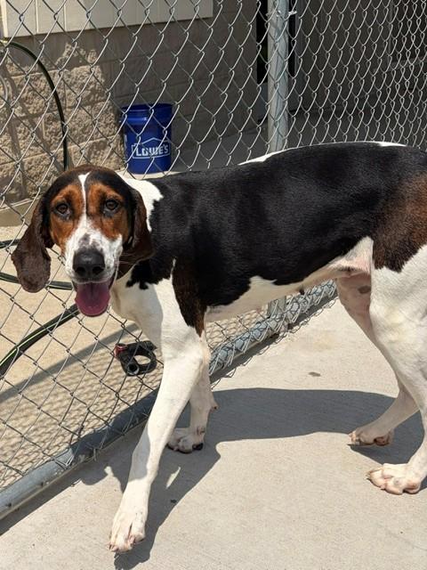 Maggie, a ADOPTABLE mixed breed in Fayetteville, AR image 5/5