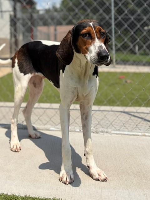 Maggie, ADOPTABLE, Adult Female Treeing Walker Coonhound.