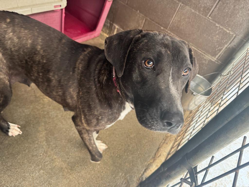 Enlarge Ladybug, a Adoptable mixed breed in Russellville, KY image 1/5