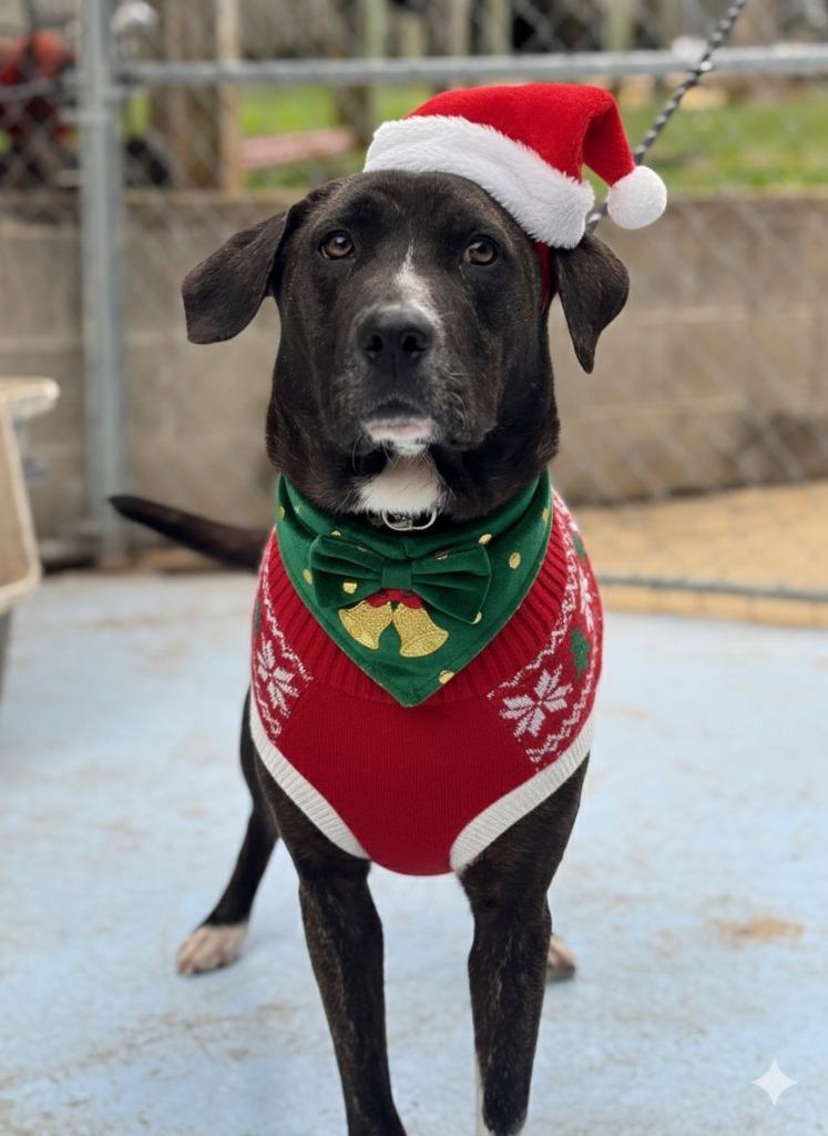 Enlarge Ladybug, a Adoptable mixed breed in Russellville, KY image 2/5