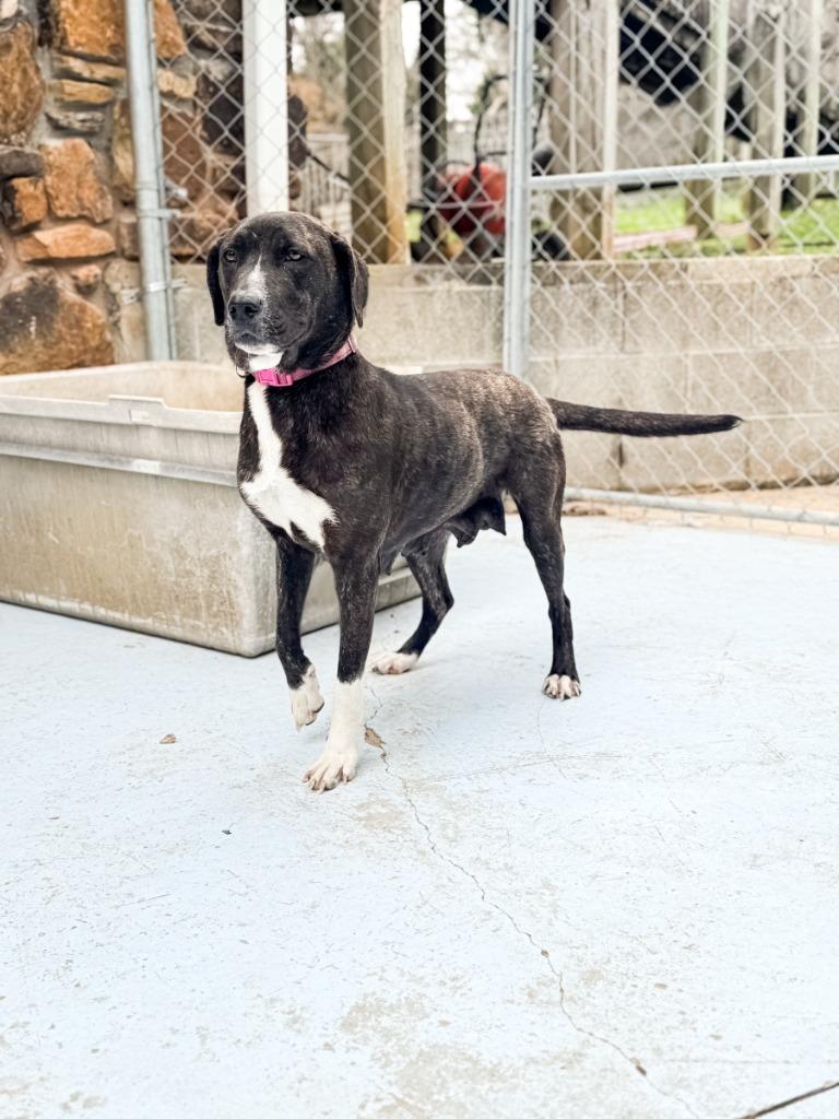 Enlarge Ladybug, a Adoptable mixed breed in Russellville, KY image 2/5