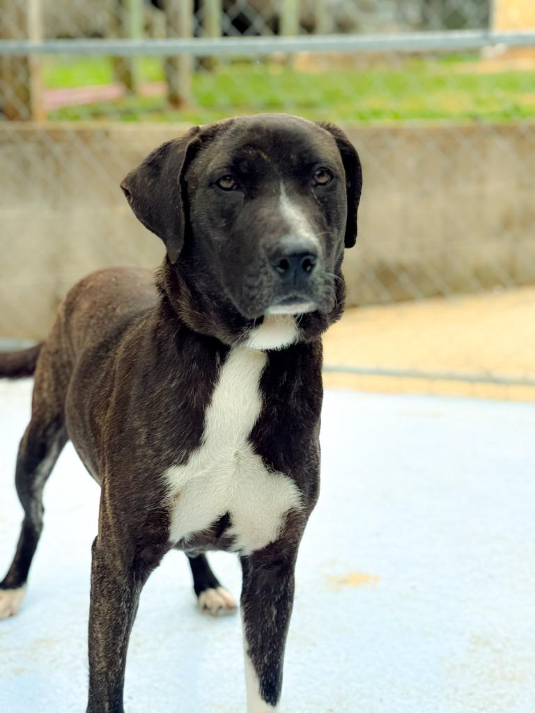 Enlarge Ladybug, a Adoptable mixed breed in Russellville, KY image 3/5