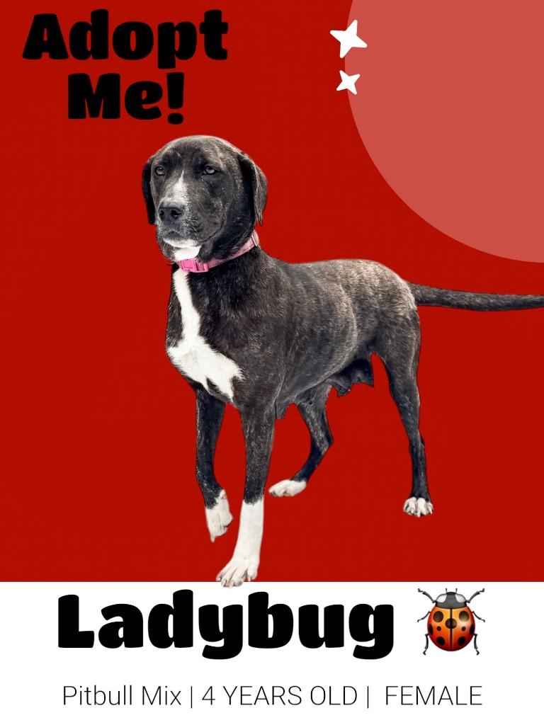 Enlarge Ladybug, a Adoptable mixed breed in Russellville, KY image 4/5