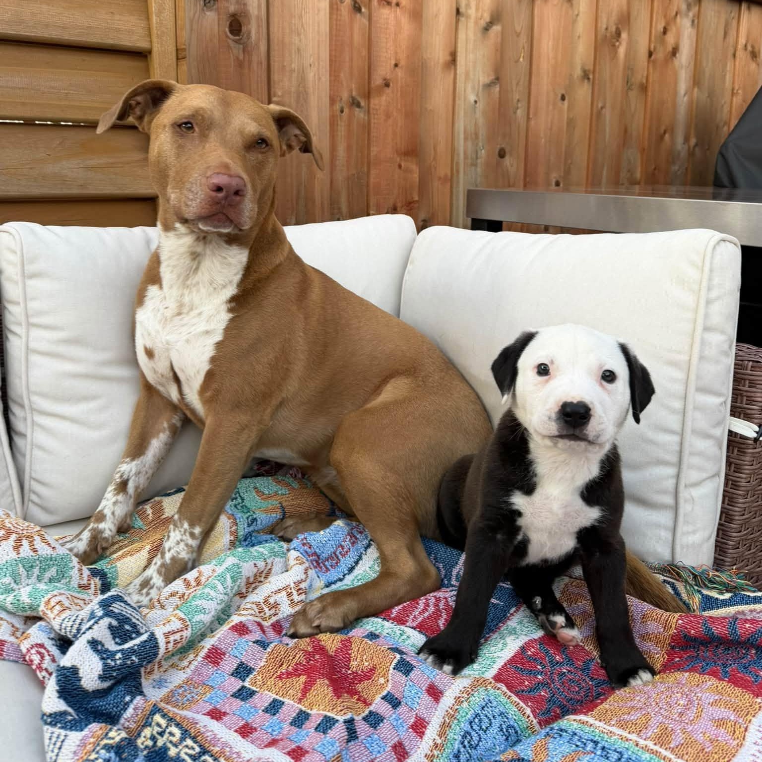 Enlarge Snoopy, a Adopted mixed breed in Toronto, ON image 3/6