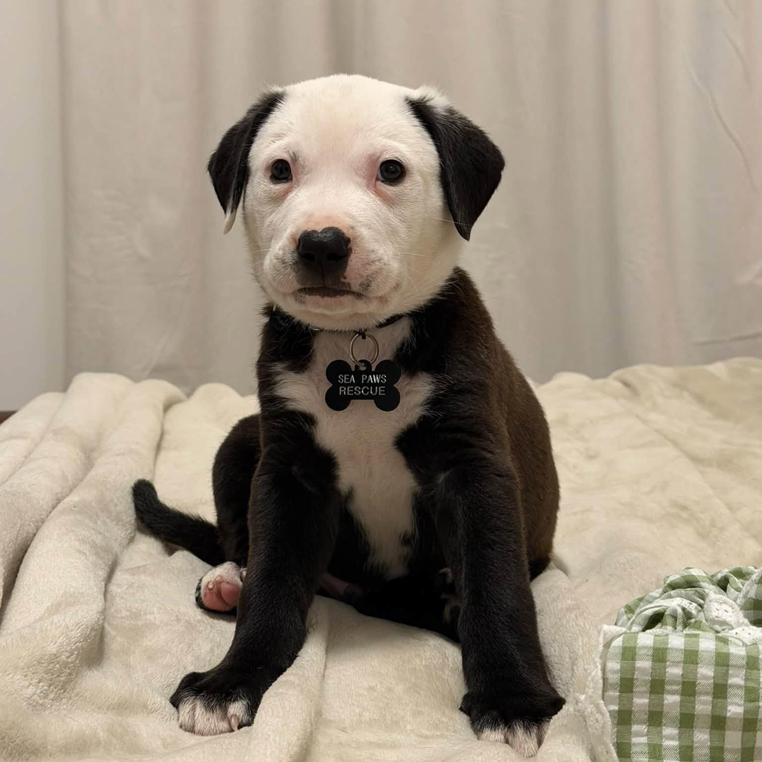 Snoopy, Adopted, Puppy Male Black Labrador Retriever.