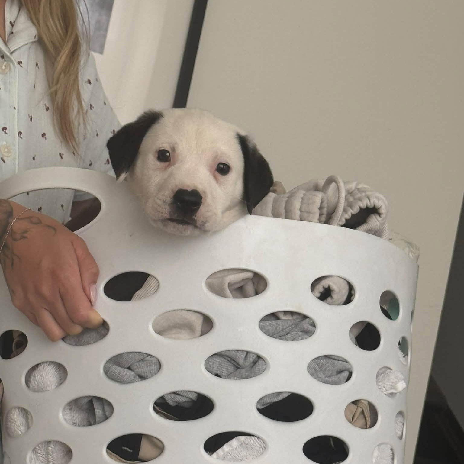 Enlarge Snoopy, a Adopted mixed breed in Toronto, ON image 2/6