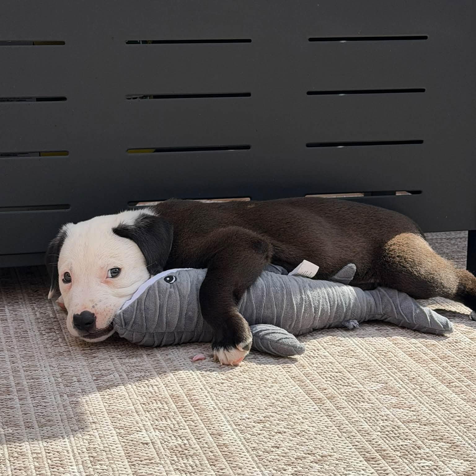 Enlarge Snoopy, a Adopted mixed breed in Toronto, ON image 5/6