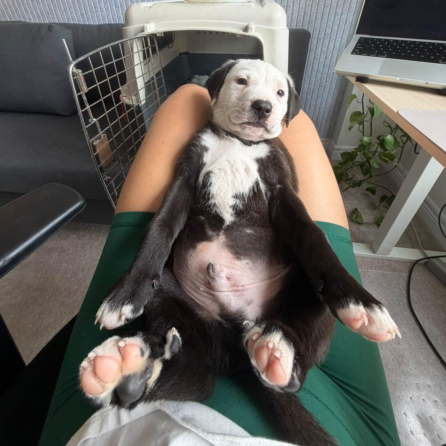 Enlarge Snoopy, a Adopted mixed breed in Toronto, ON image 4/6
