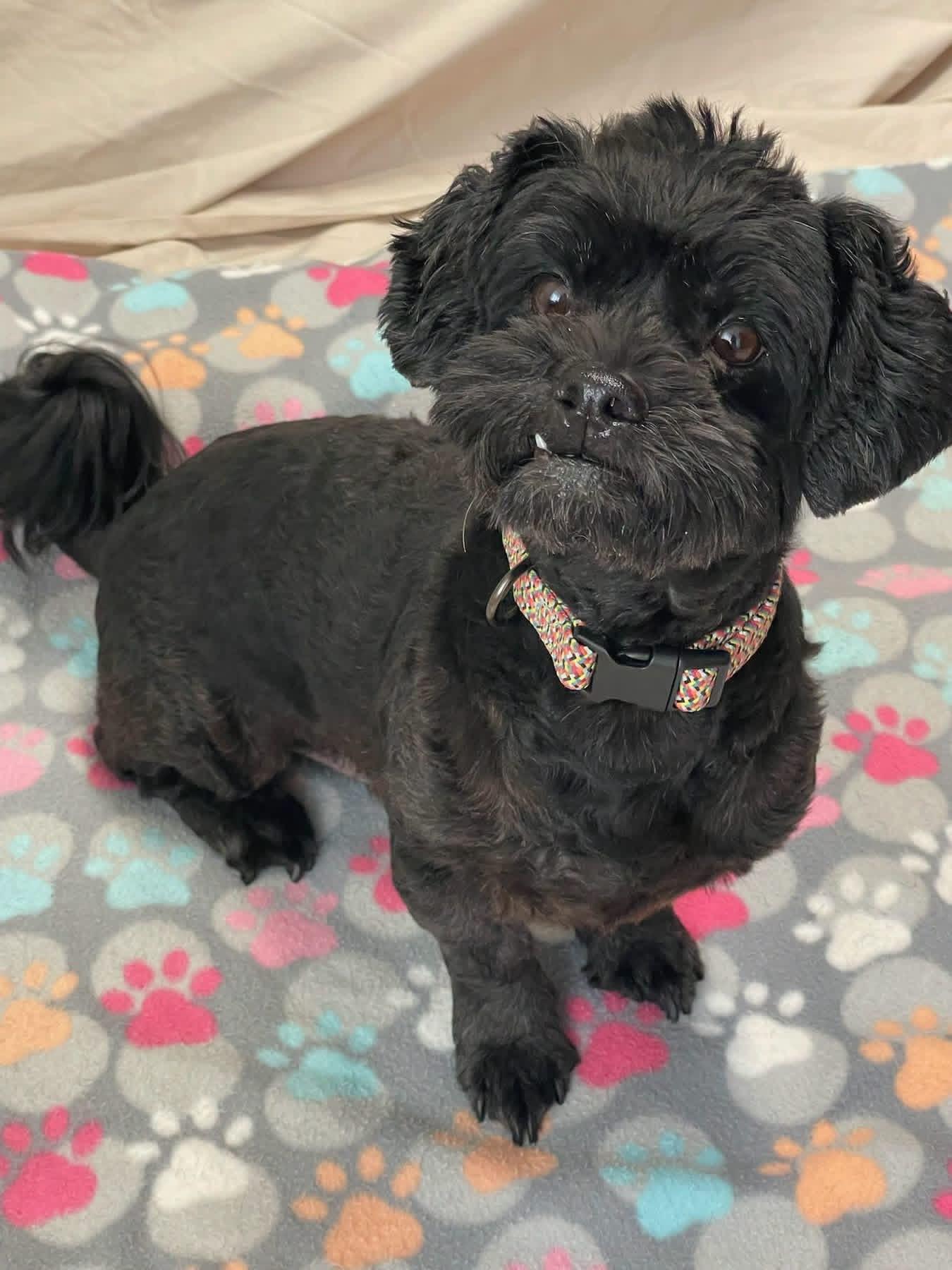 Ace, adopted, Young Male Lhasa Apso.