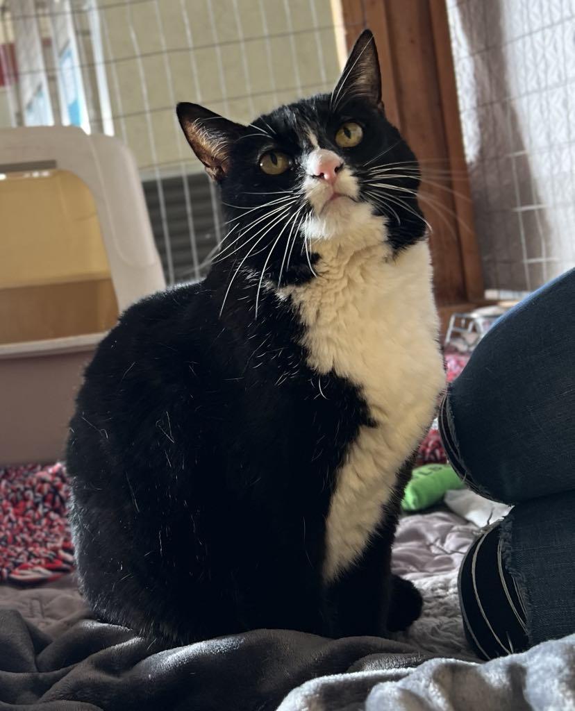 Sharkie, a Adoptable Domestic Short Hair in Visalia, CA image 1/5