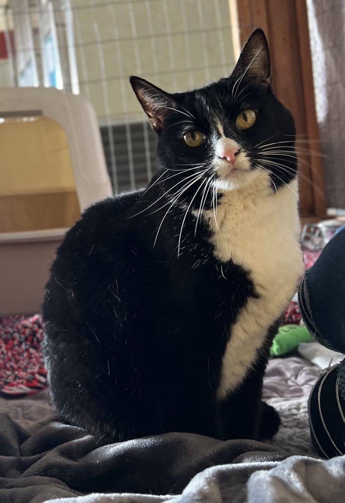 Sharkie, a Adoptable Domestic Short Hair in Visalia, CA image 2/5