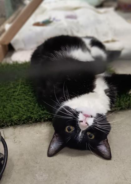 Sharkie, a Adoptable Domestic Short Hair in Visalia, CA image 3/5