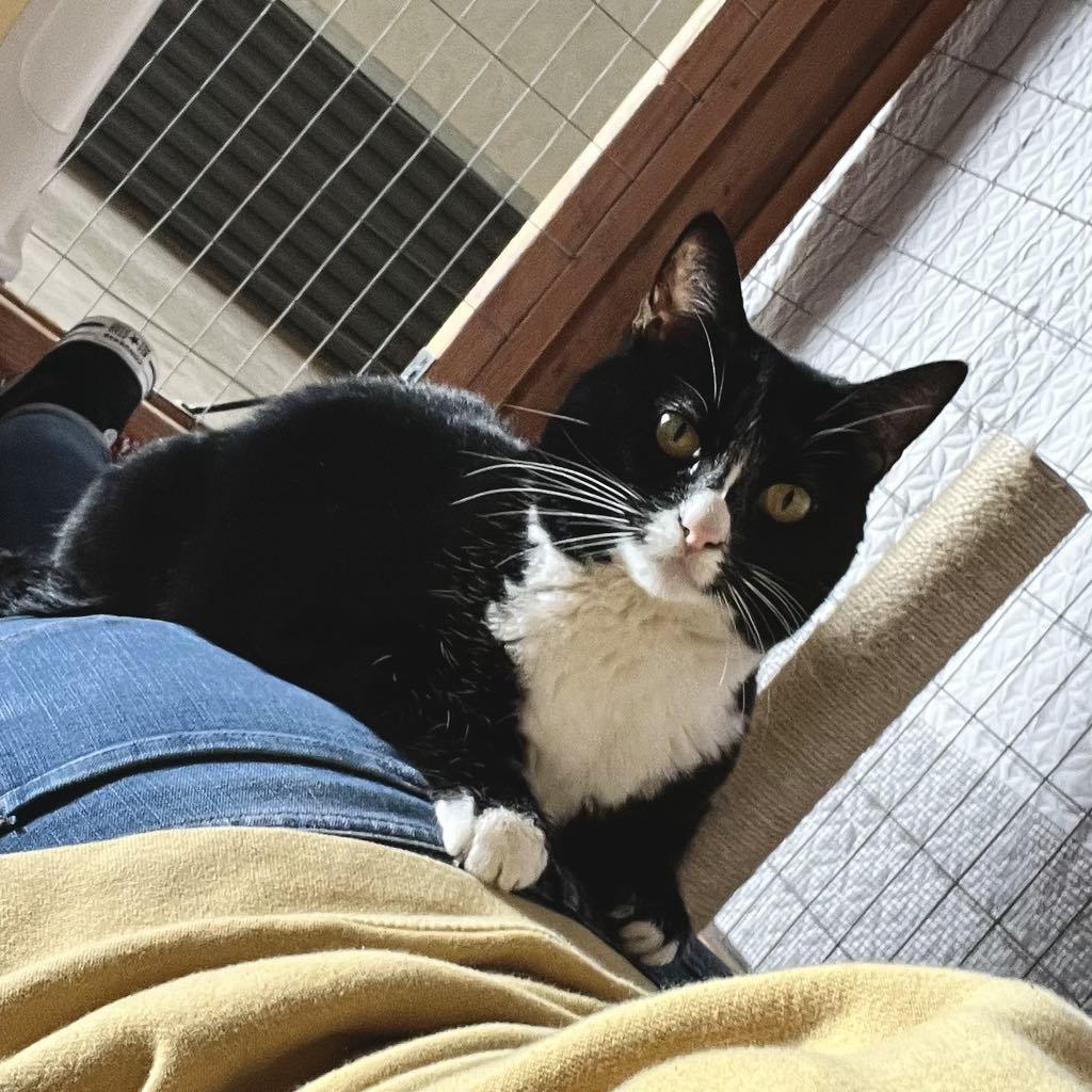 Sharkie, a Adoptable Domestic Short Hair in Visalia, CA image 4/5