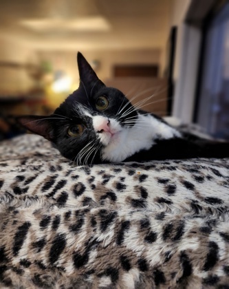 Sharkie, a Adoptable Domestic Short Hair in Visalia, CA image 5/5