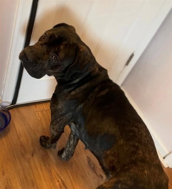 Enlarge BRAZIL, a Adoptable Cane Corso in Upper Marlboro, MD image 1/1