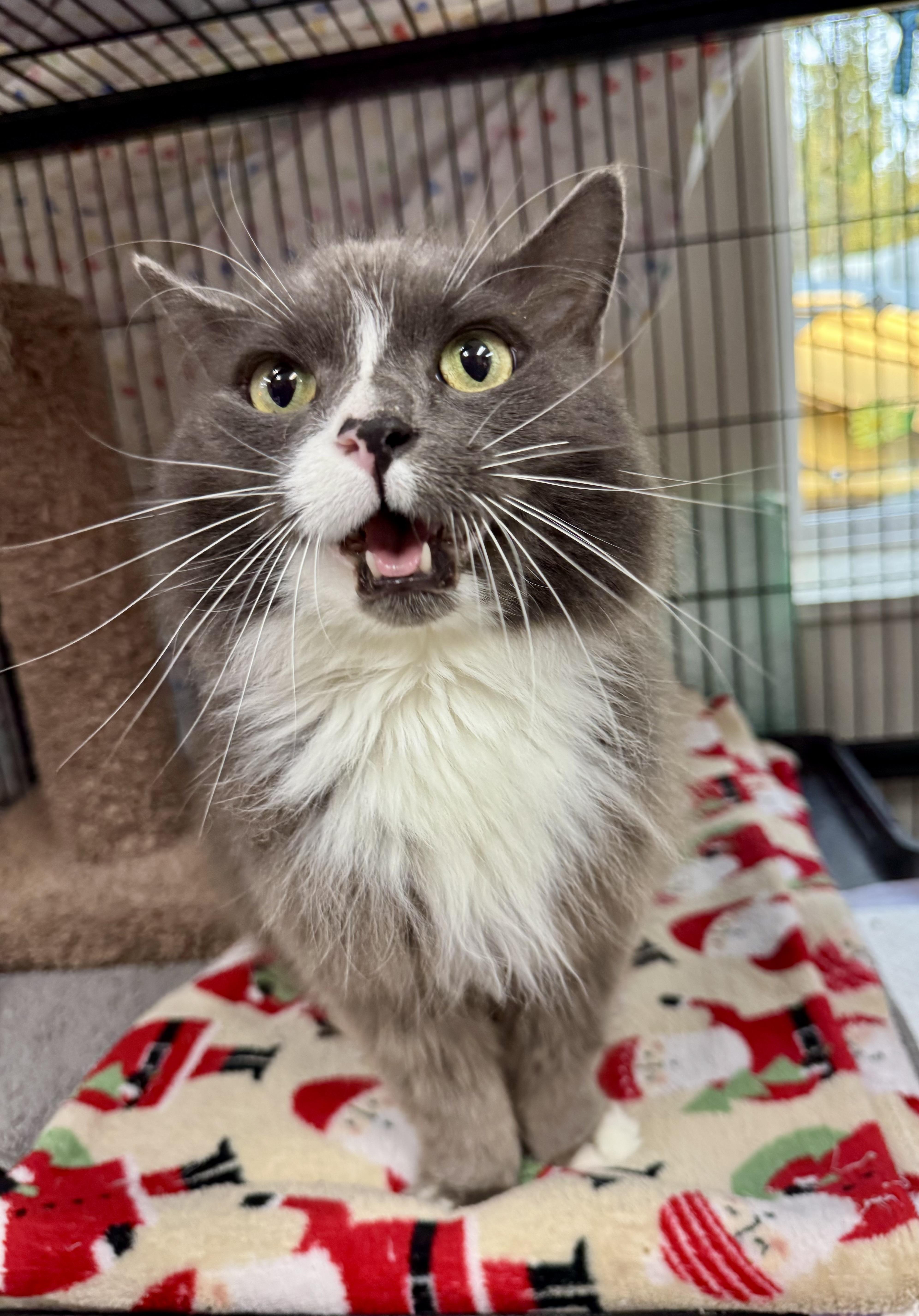 Enlarge Daisy, a Adoptable Domestic Long Hair in Wasilla, AK image 1/1