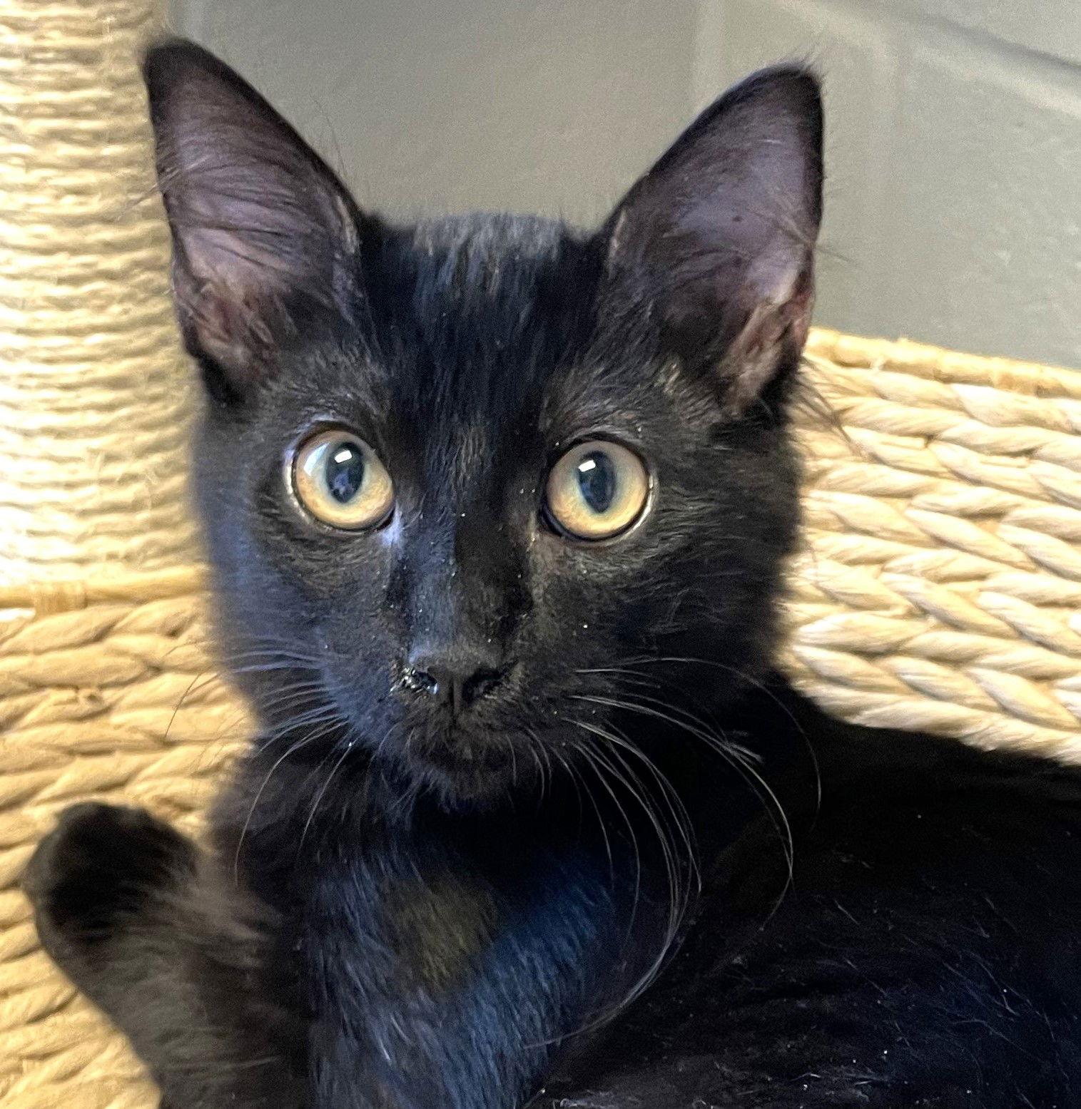 Pan, a Adoptable Domestic Medium Hair in Carrollton, GA image 1/3