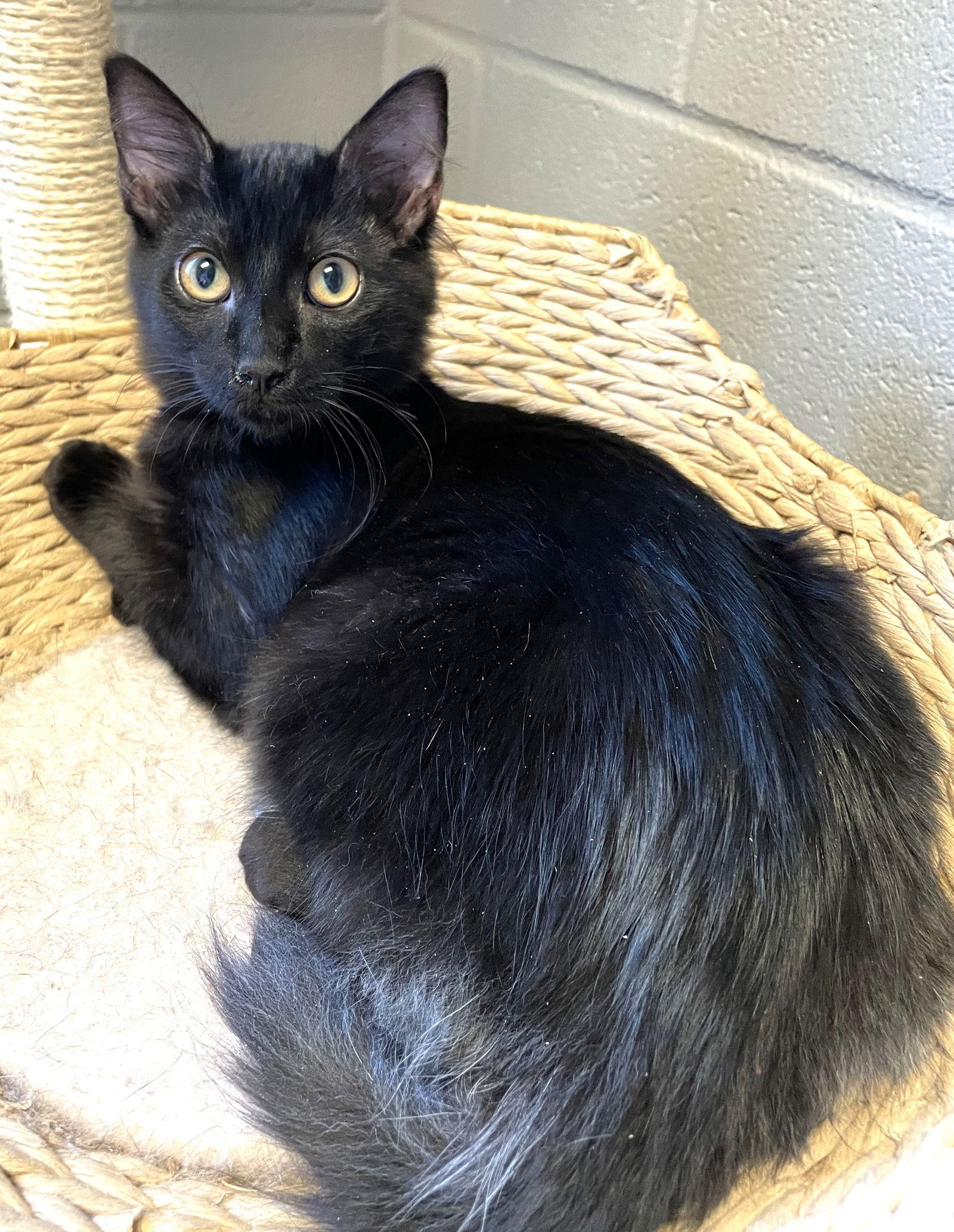 Pan, a Adoptable Domestic Medium Hair in Carrollton, GA image 2/3