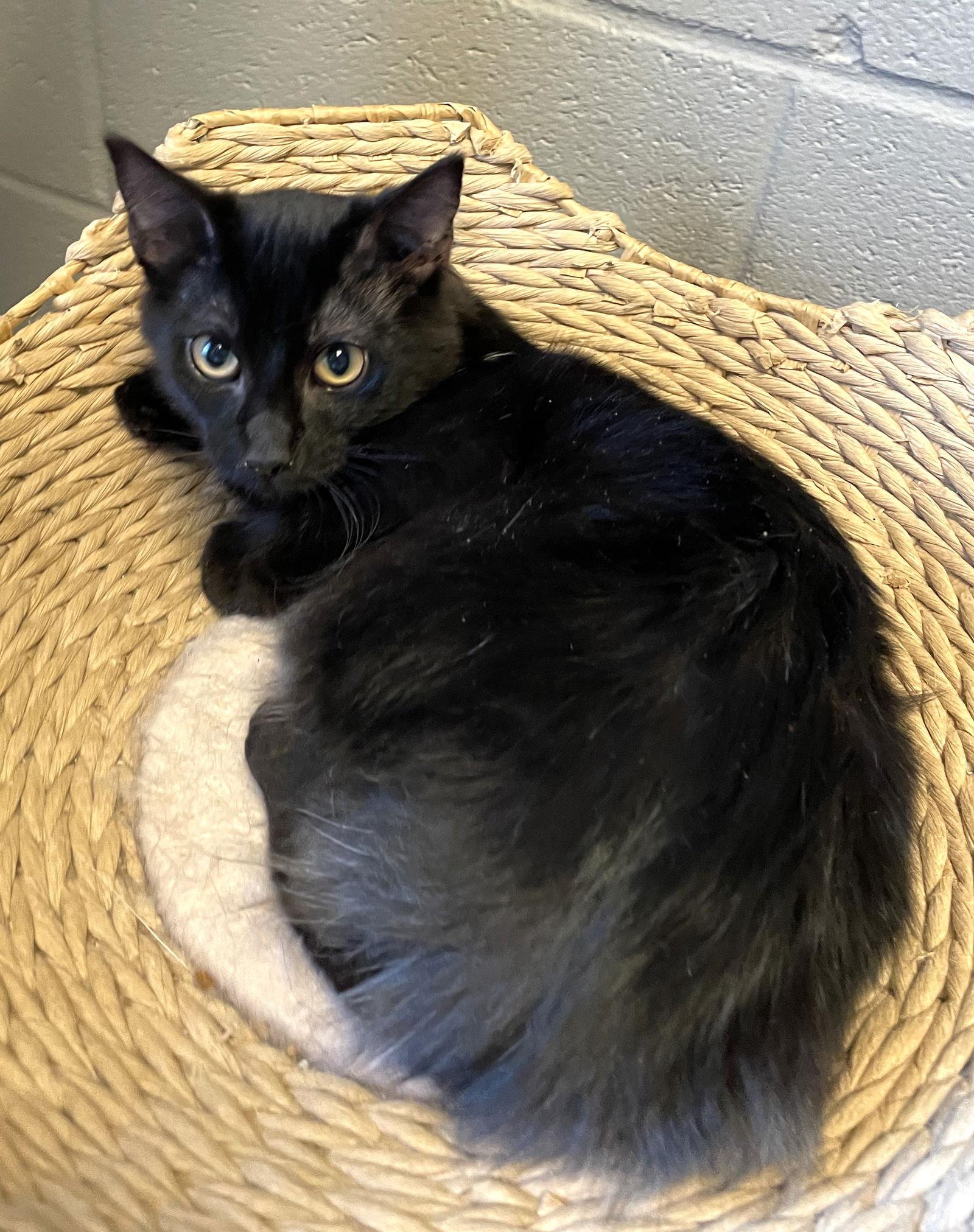 Pan, a Adoptable Domestic Medium Hair in Carrollton, GA image 3/3