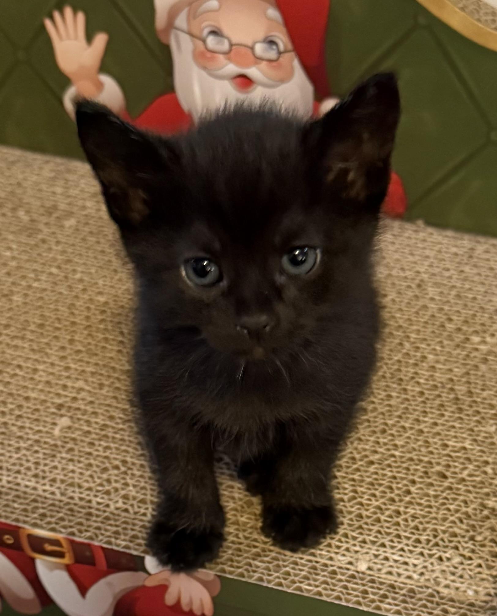 Enlarge Mystic, a Adoptable Domestic Short Hair in Bethel Park, PA image 1/3
