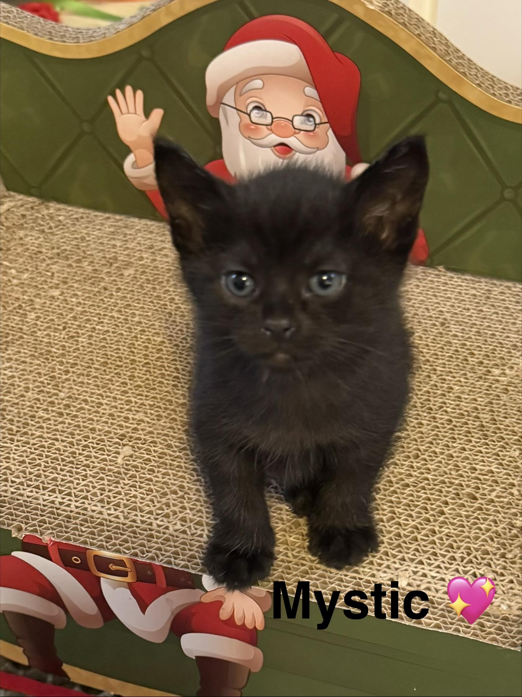 Enlarge Mystic, a Adoptable Domestic Short Hair in Bethel Park, PA image 2/3