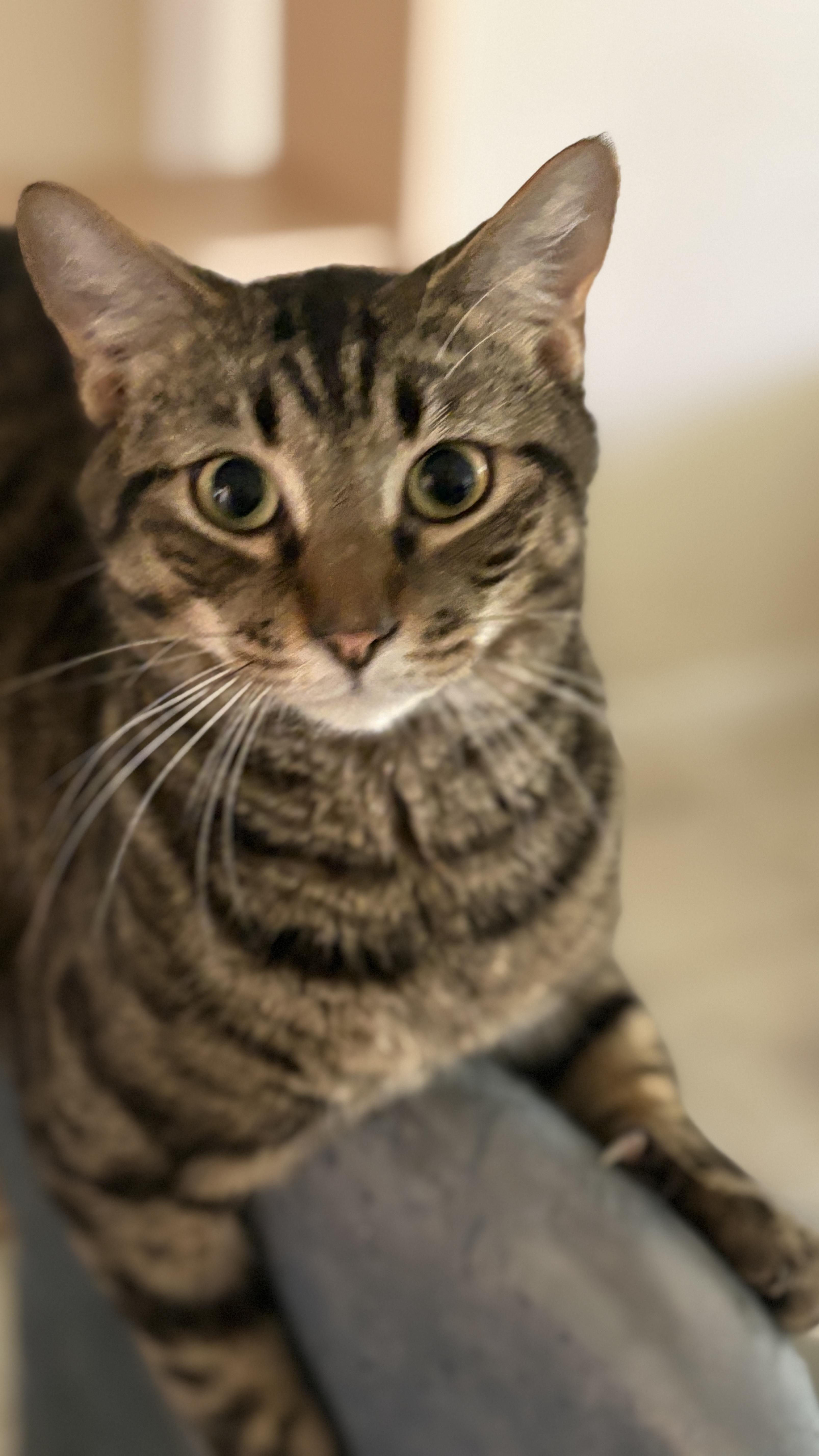 Viper, Adoptable, Young Male Domestic Short Hair.