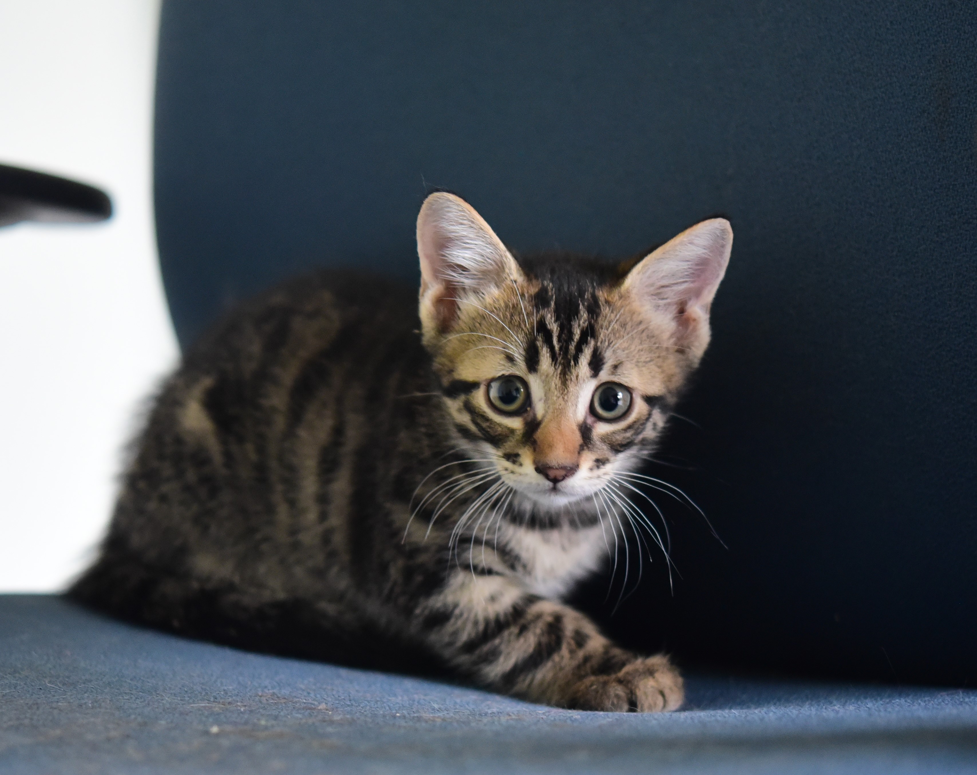 Enlarge Viper, a Adoptable Domestic Short Hair in Plantation, FL image 4/4