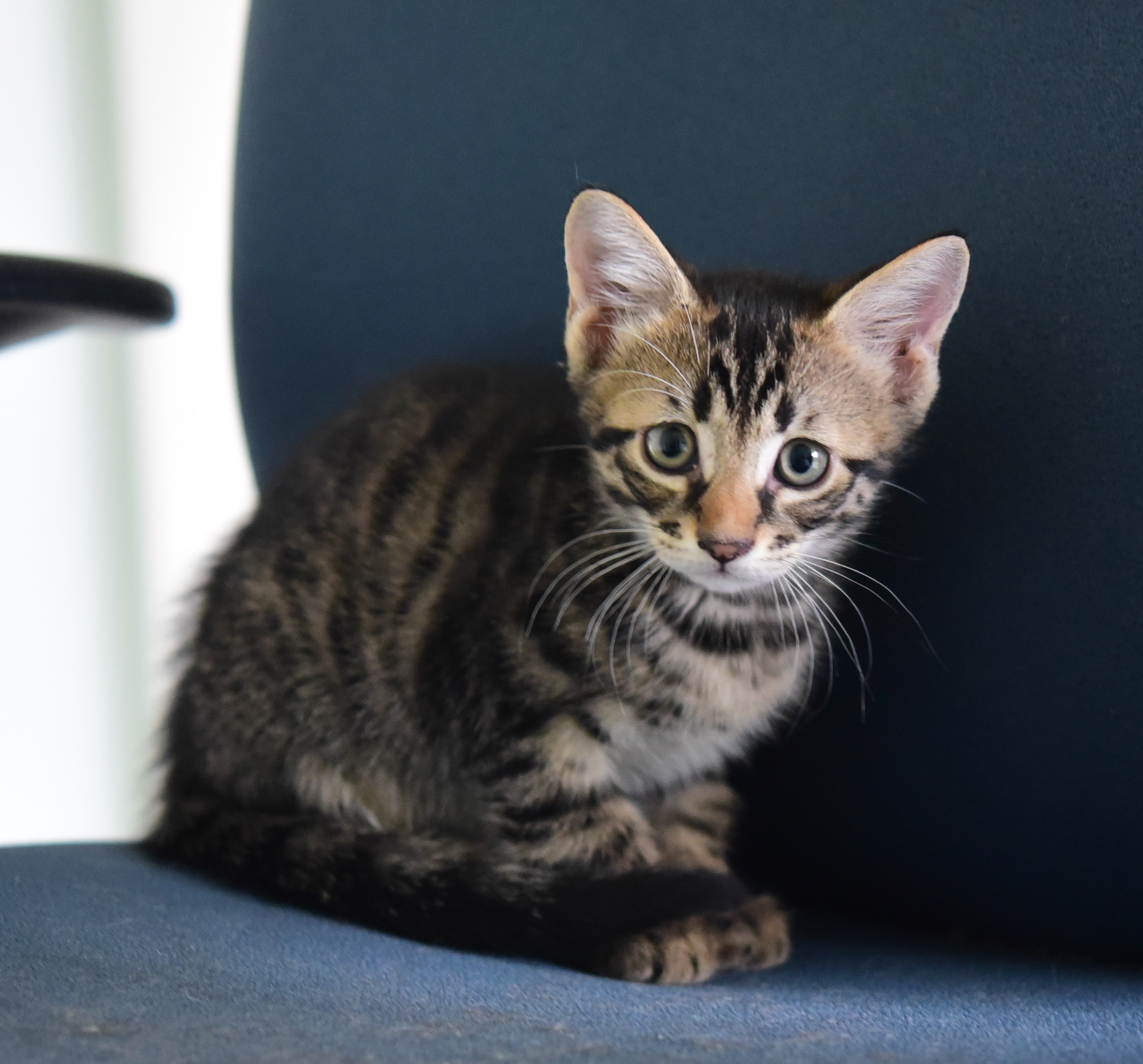 Enlarge Viper, a Adoptable Domestic Short Hair in Plantation, FL image 3/4